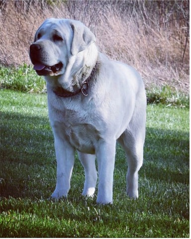 Frankie's mom - owned by Maple Creek Labradors 