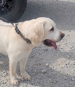 Cowboy Labradors Duke's Smokin Gun (Duke)